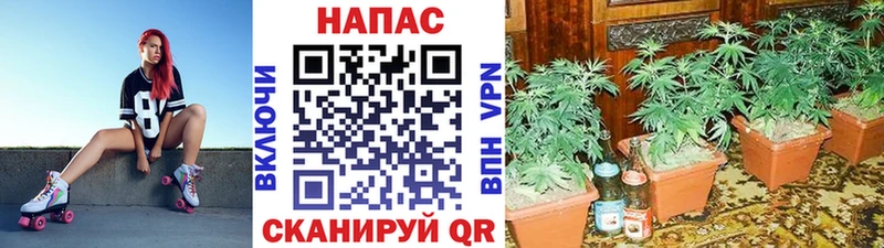 Бошки Шишки гибрид  Новоульяновск 